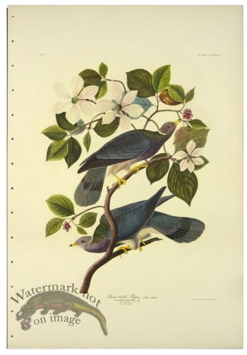 Band-tailed Pigeon L.E.